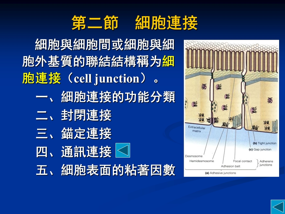 分细生CH7第四章细胞膜与细胞表面.ppt_第3页