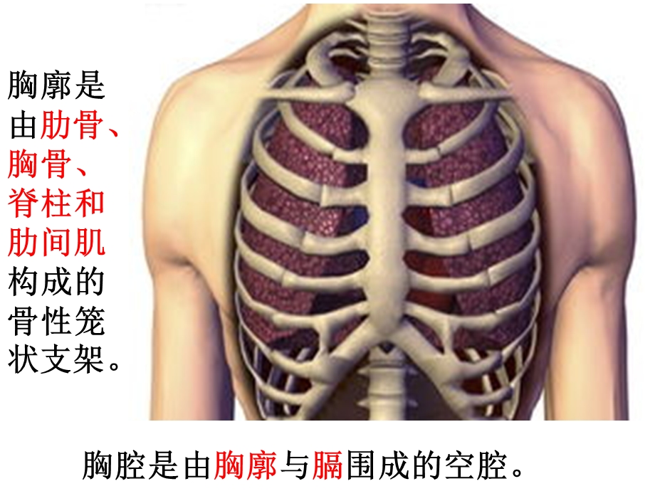 发生在肺里的气体交换动画.ppt_第3页