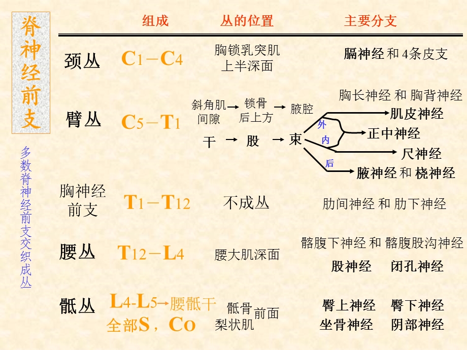 脑神经系统脊神经(下).ppt_第2页