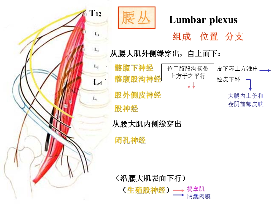 脑神经系统脊神经(下).ppt_第3页