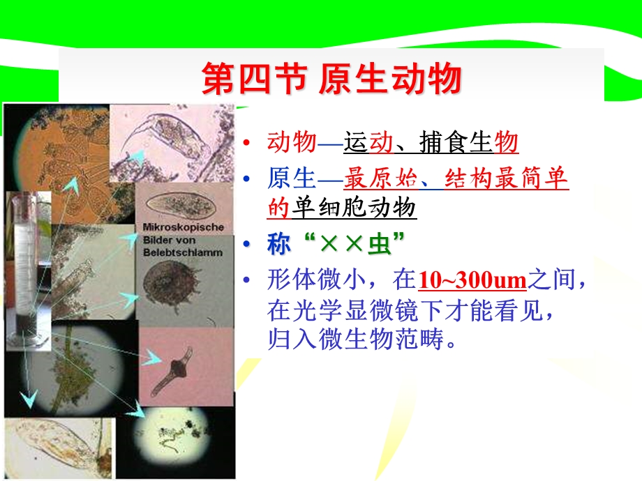 第四节原生动物.ppt_第1页