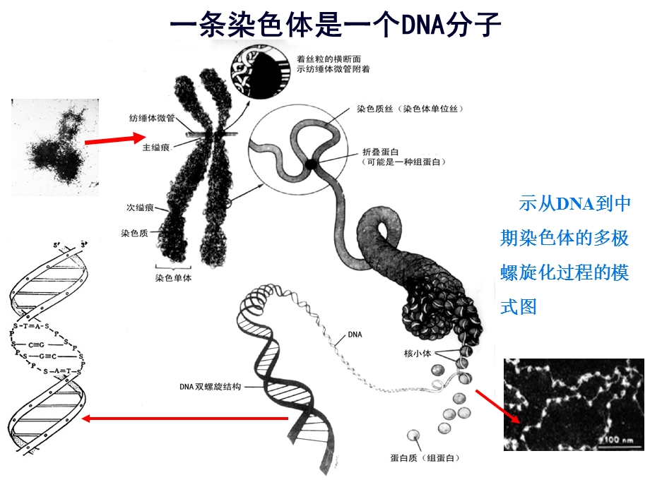 染色体病1().ppt_第3页