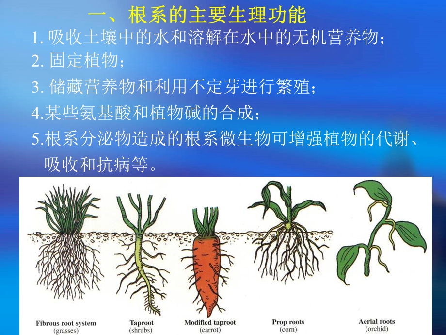 第三章 种子植物的营养器官.ppt_第3页