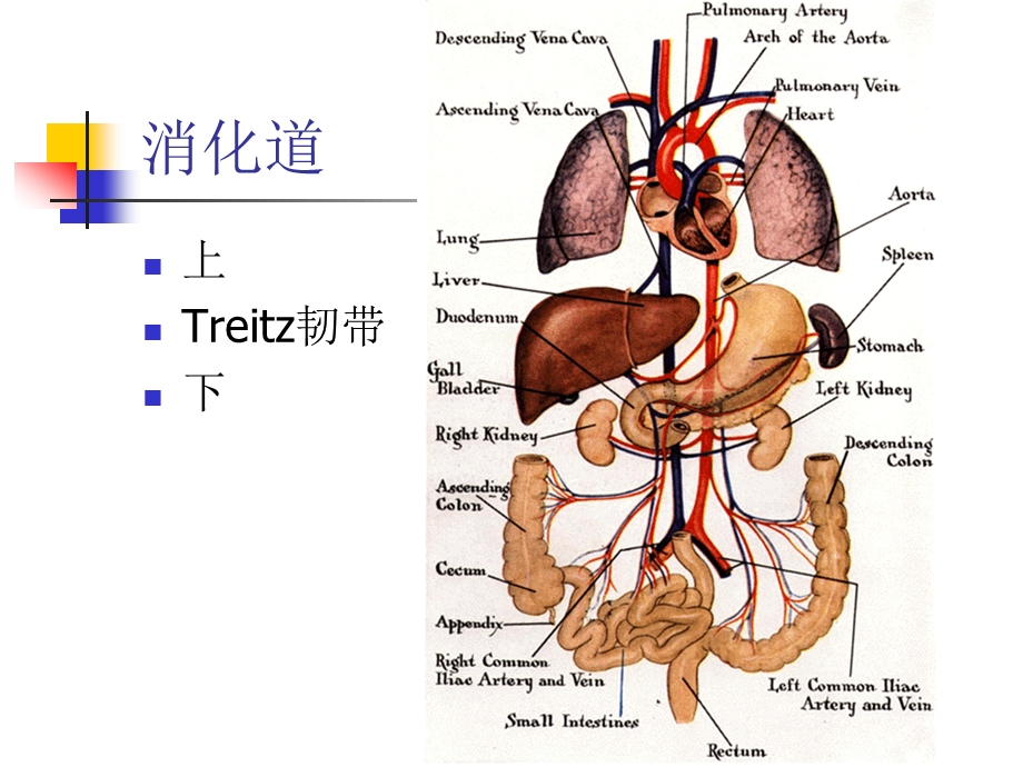 消化道大出血的诊断和处理原则.ppt_第3页