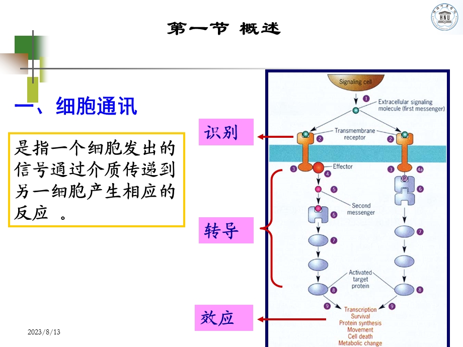 细胞信号转导.ppt_第3页