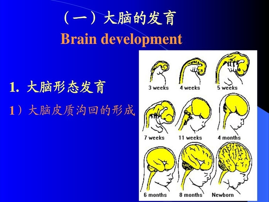 儿神经系统发育.ppt_第3页