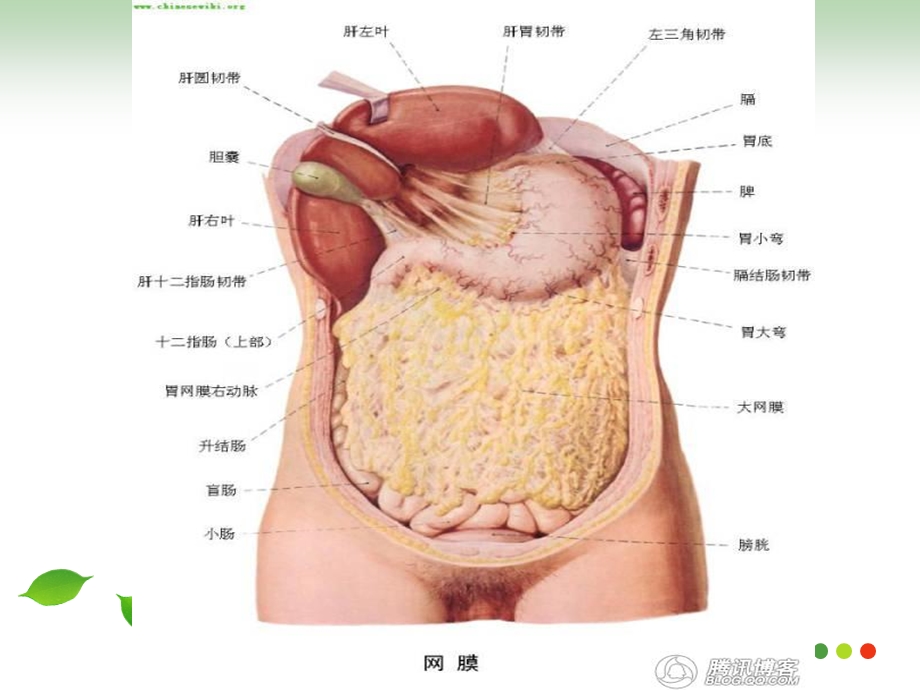 第二十三章腹部损伤 ppt课件.ppt_第3页