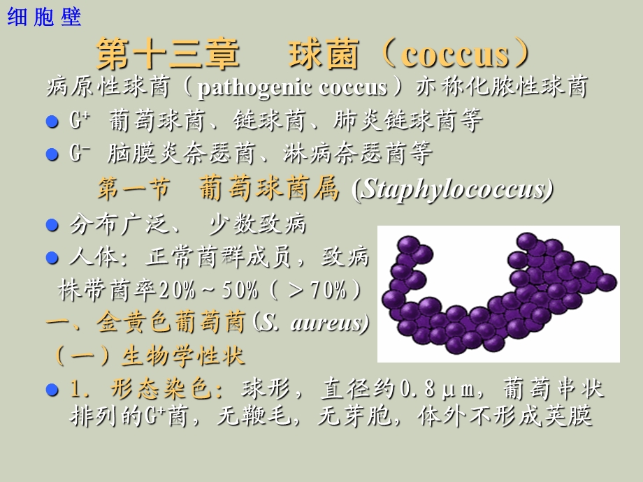 医学微生物学七年制大课讲授提纲.ppt_第3页