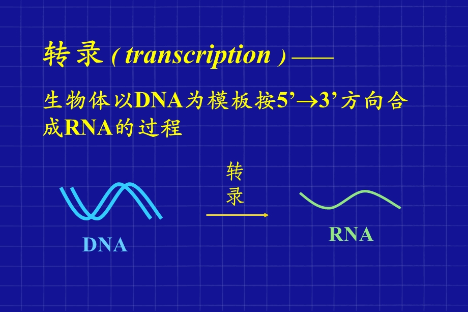 原核生物的转录与调控.ppt_第3页