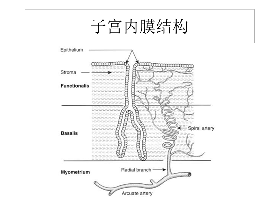 孕早期鉴别诊断及产科病史检查.ppt_第2页