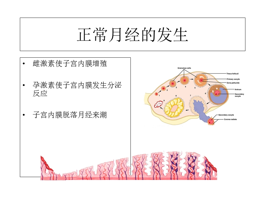 孕早期鉴别诊断及产科病史检查.ppt_第3页