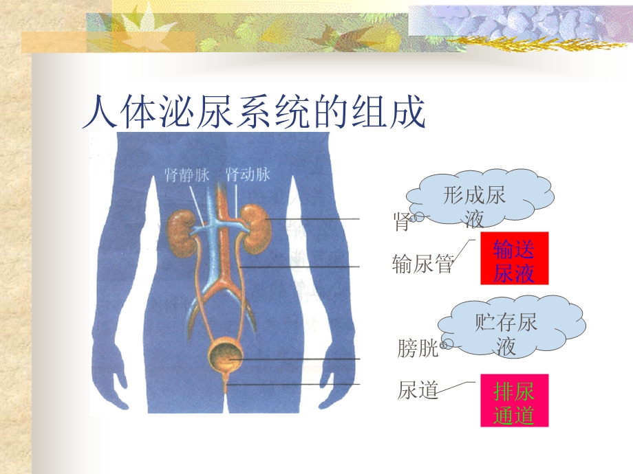 苏教版初中七下111尿的形成和排出.ppt_第3页