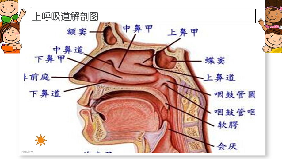 小儿上呼吸道感染-龚娅婷.ppt_第3页