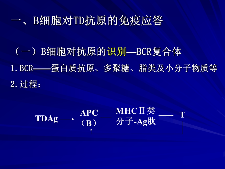 第十三章B细胞对抗原的识别及免疫应答.ppt_第2页