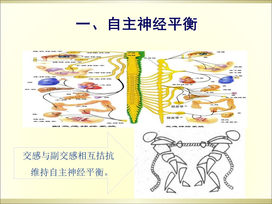 利于围术期呼吸及循环管理.ppt_第2页