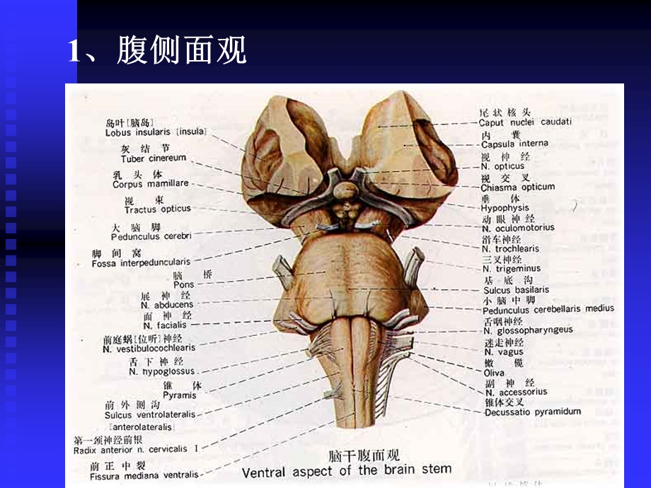 脑干、小脑间脑和端脑.ppt_第3页