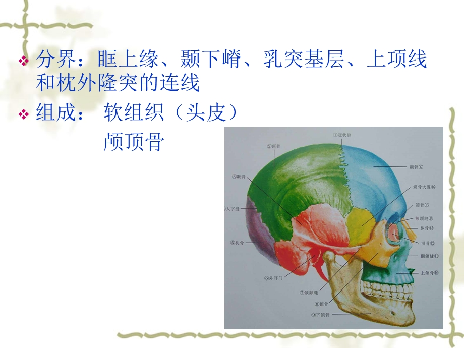 颅脑局解剖.ppt_第2页