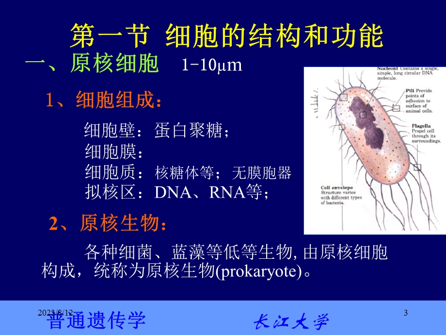 普通遗传学2第二章 遗传的细胞学基础.ppt_第3页