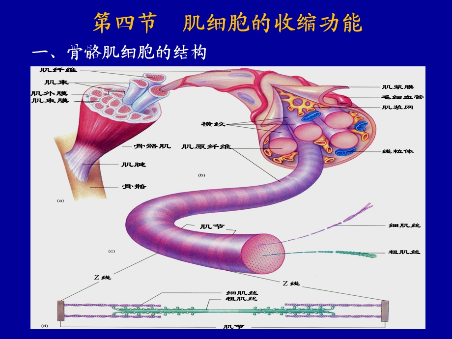 肌细胞的收缩功能.ppt_第2页