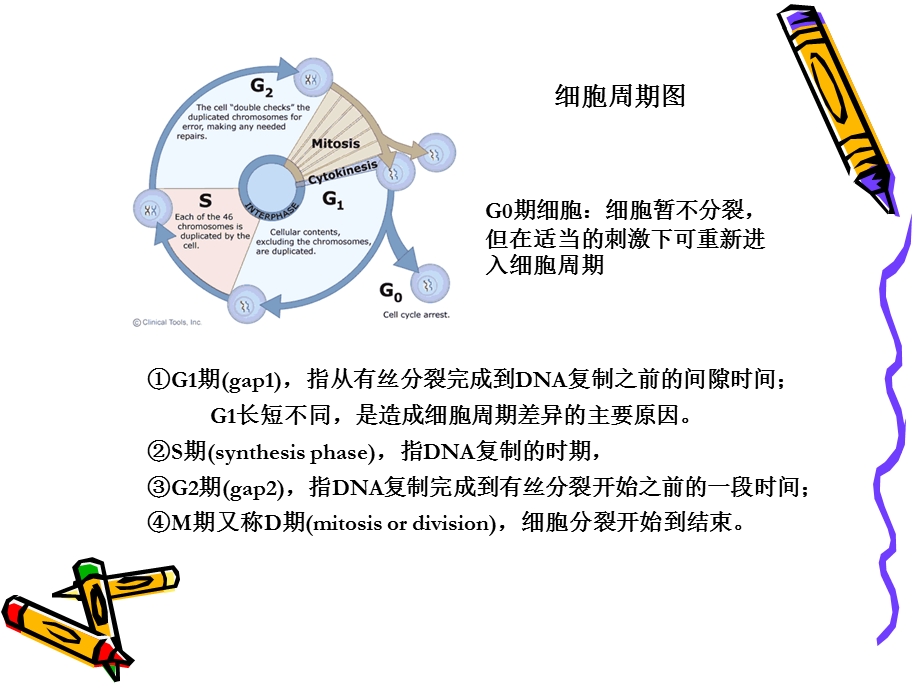 细胞凋亡与增殖的原位检测121118.ppt_第3页