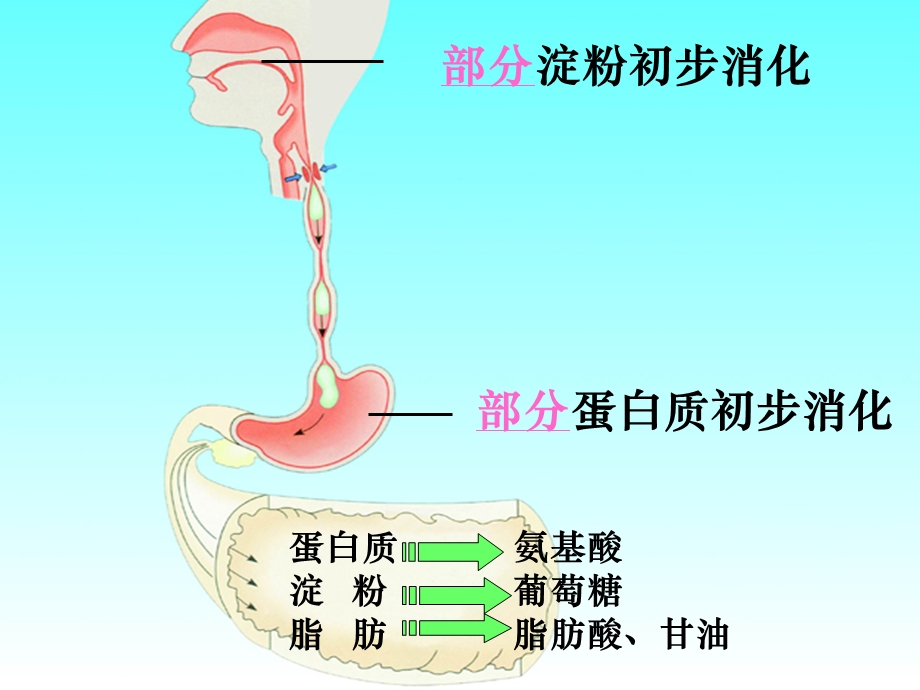 小肠适于消化吸收的结构特点.ppt_第2页