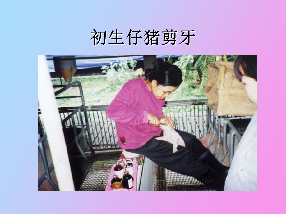 夏季的热应激.ppt_第3页