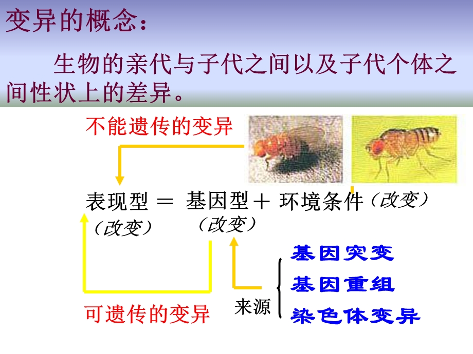 基因重组和基因变异.ppt_第2页