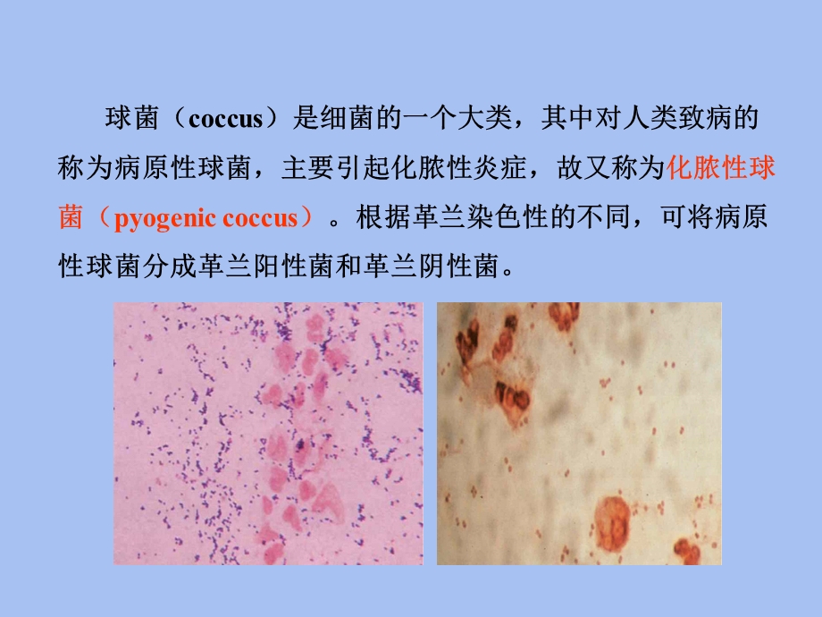 医学微生物章.ppt_第2页