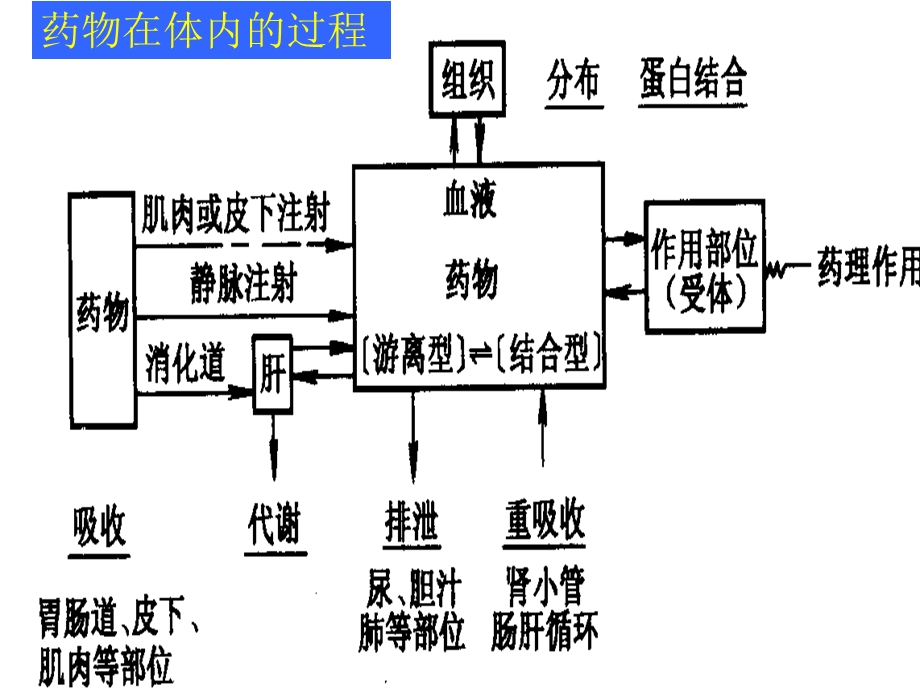 第二章 药物代谢 ppt课件.ppt_第3页