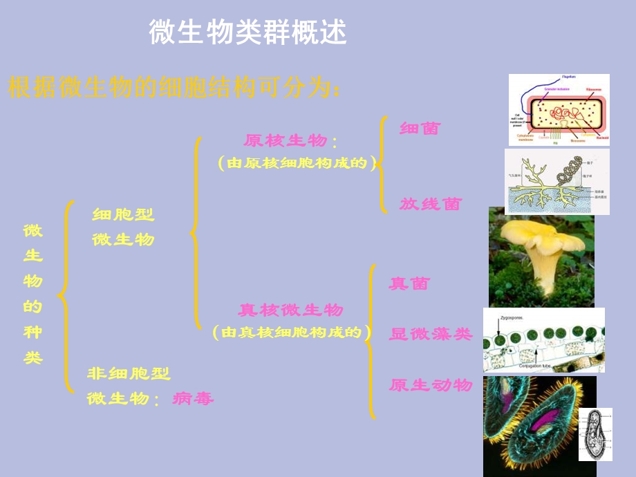 原核生物的形态构造和功能细菌.ppt_第1页