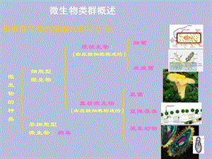 原核生物的形态构造和功能细菌.ppt