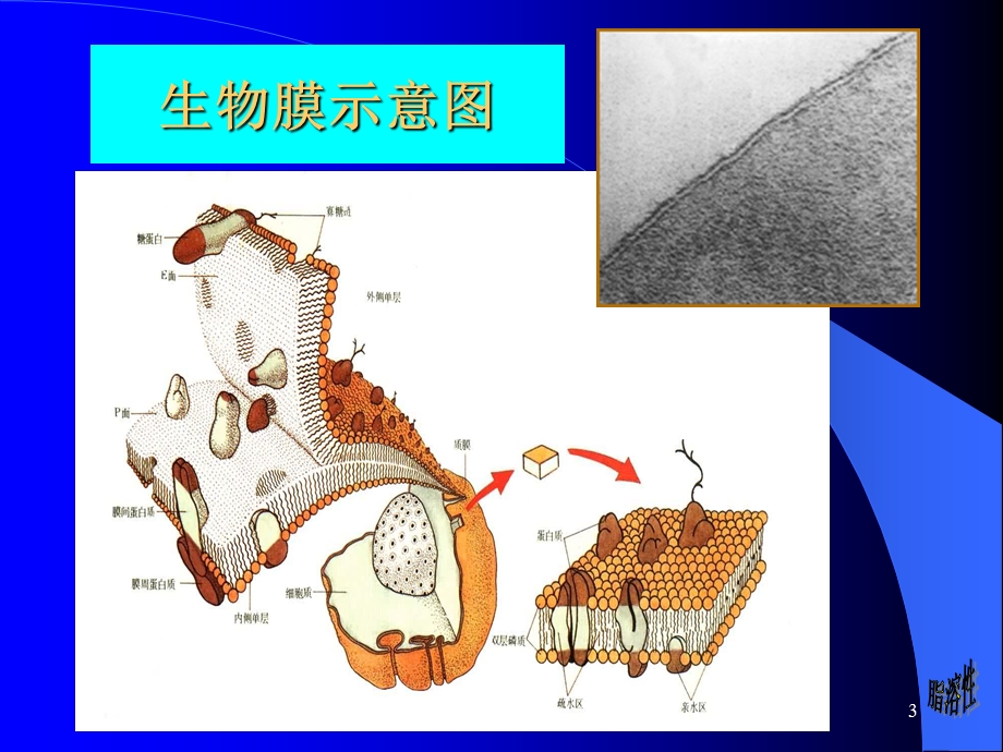 细胞与基本组织.ppt_第3页