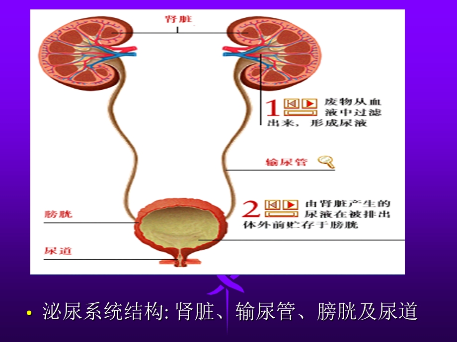 健康评估泌尿系统.ppt_第3页