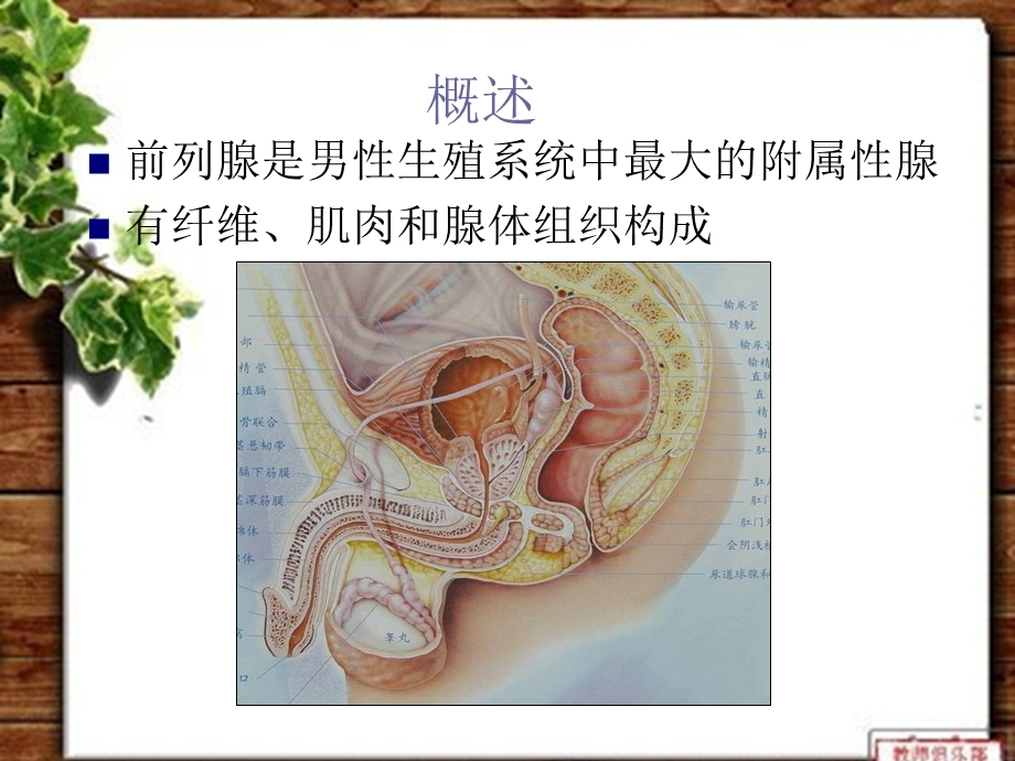 前列腺癌课件.ppt_第2页