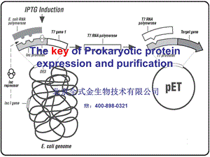 原核蛋白表达与纯化.ppt