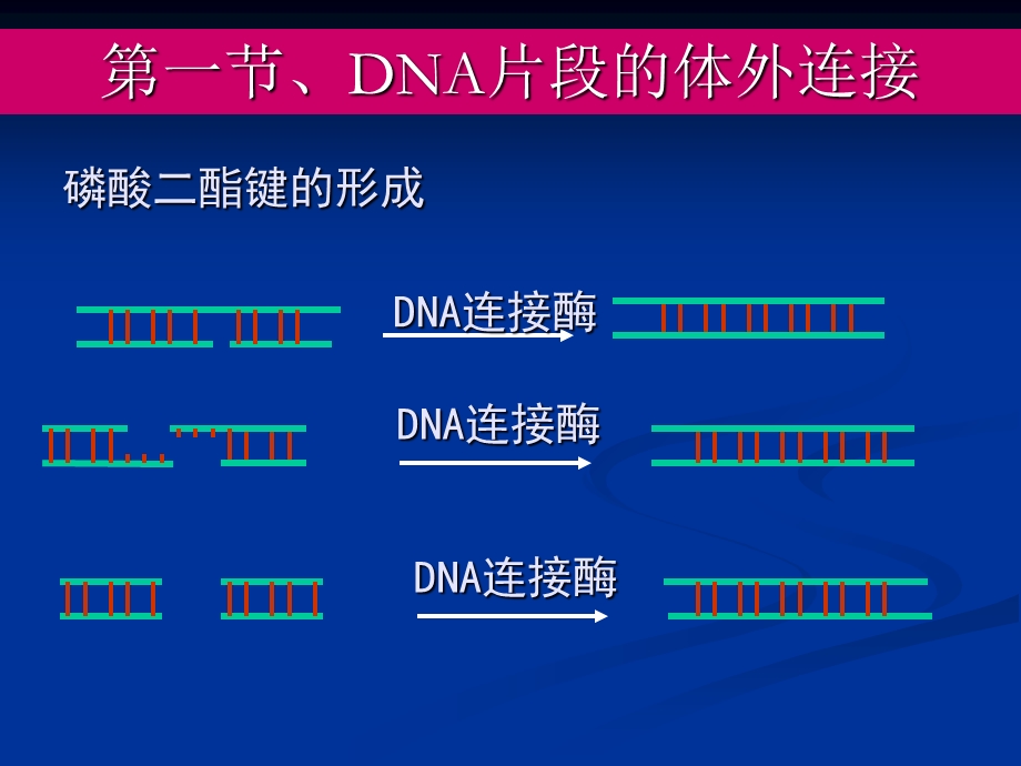 基因的体外重组和转化.ppt_第2页