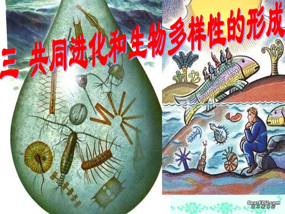 共同进化和生物多样性的形成.ppt_第1页