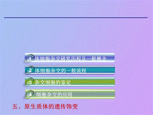 原生质体融合.ppt