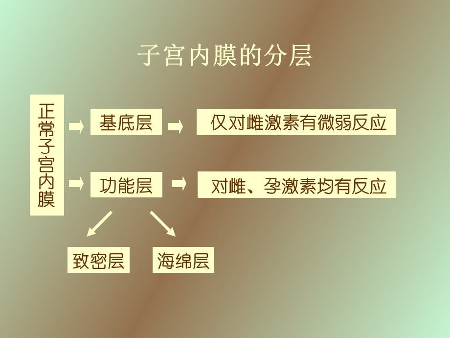 子宫内膜组织学.ppt_第3页