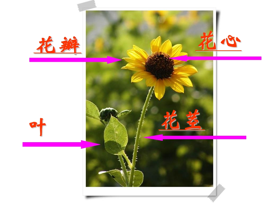 小学美术二年级《茂密的花》.ppt_第3页