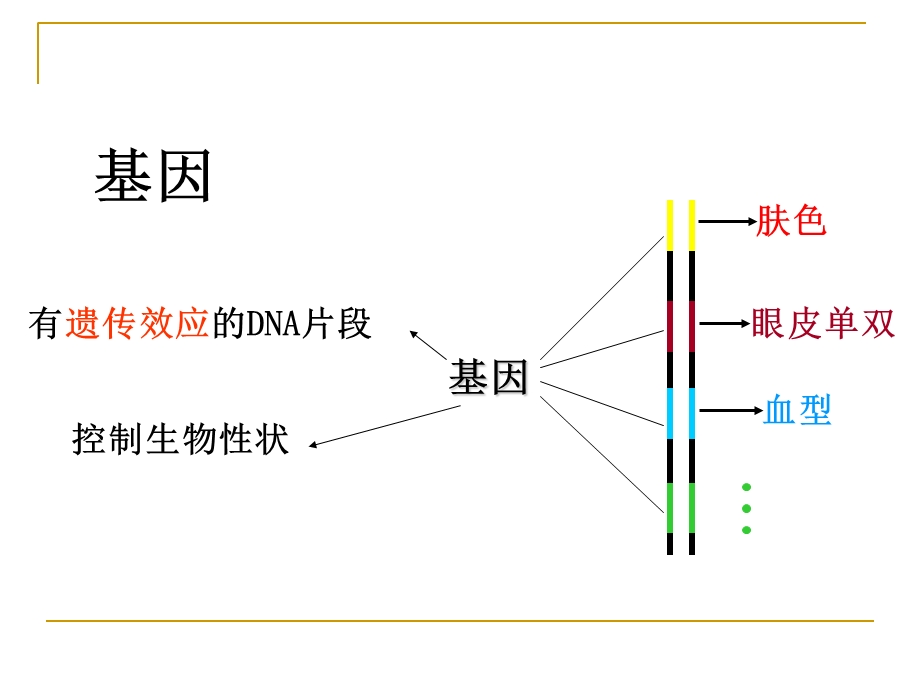 基因指导蛋白质的合成使用完成.ppt_第2页