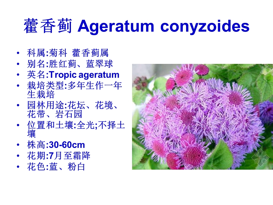 园林花卉学之一二、宿根.ppt_第3页