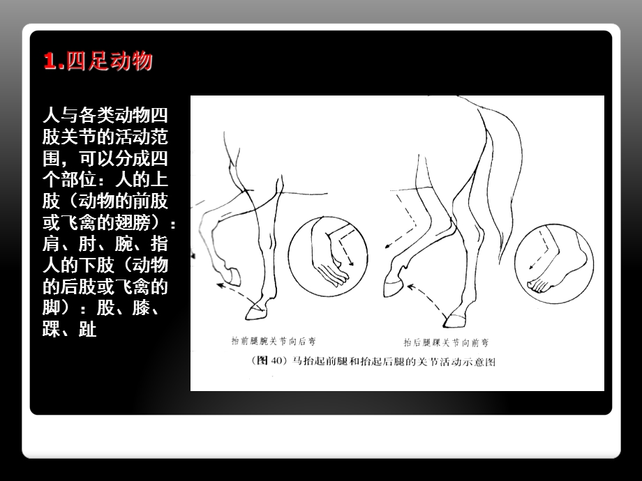 动画运动规律(动物).ppt_第2页