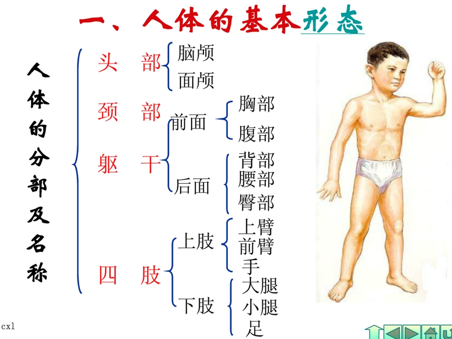 幼儿卫生保健-人体基本结构ppt课件.ppt_第1页