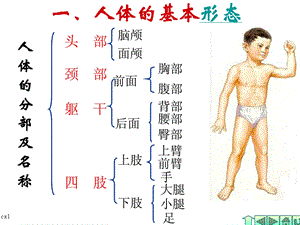 幼儿卫生保健-人体基本结构ppt课件.ppt