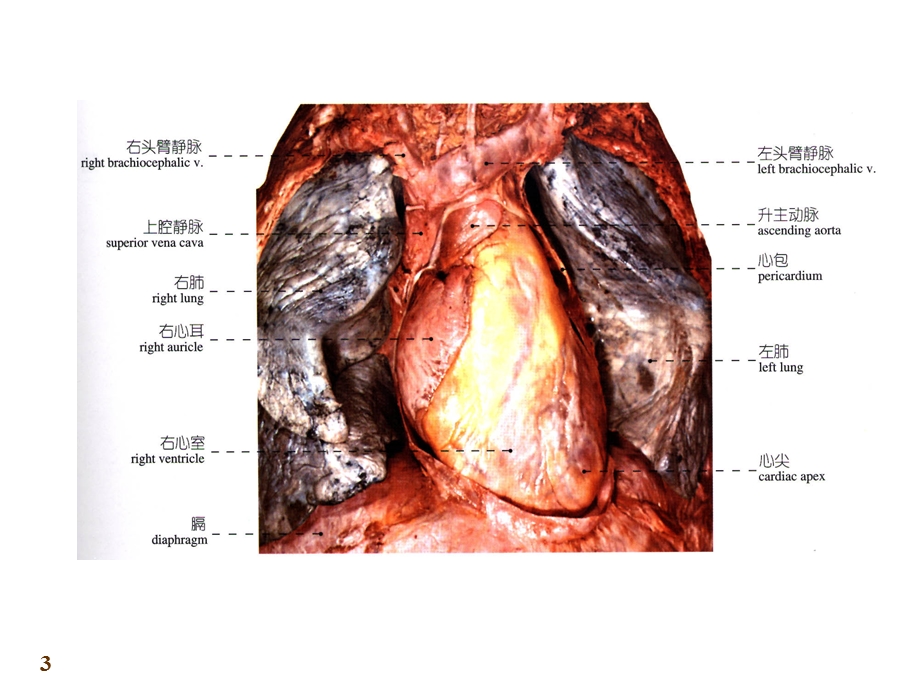 第章心血管系统心ppt课件.ppt_第3页