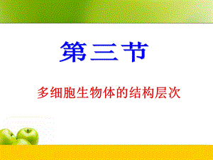 多细胞生物体的结构层次.ppt