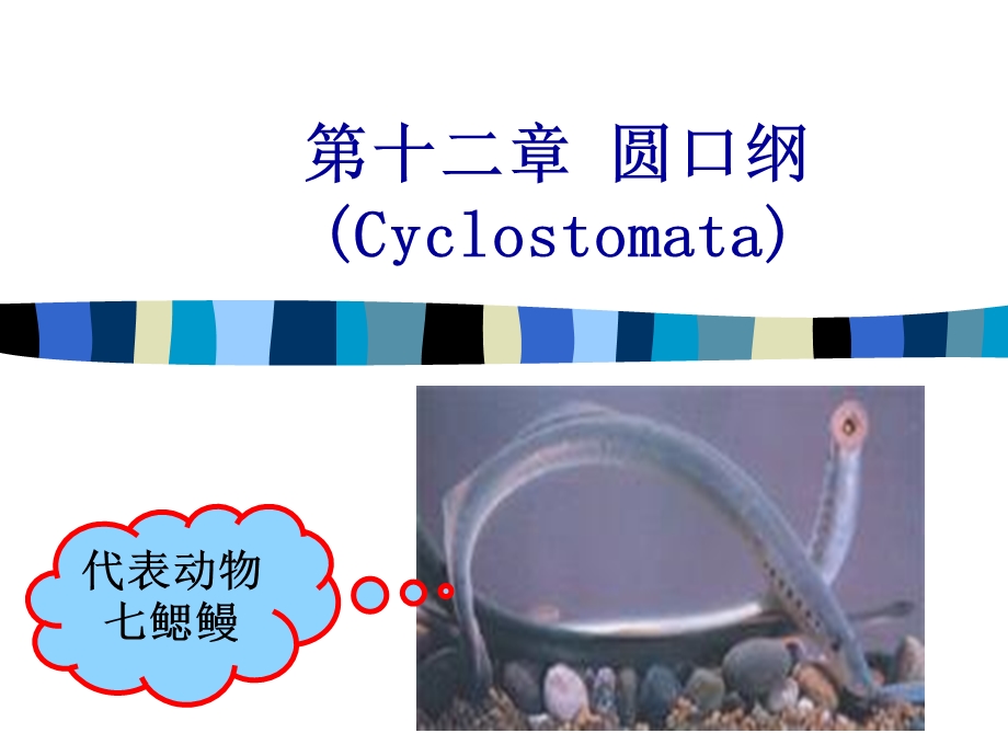 圆口纲Cyclostomata.ppt_第1页