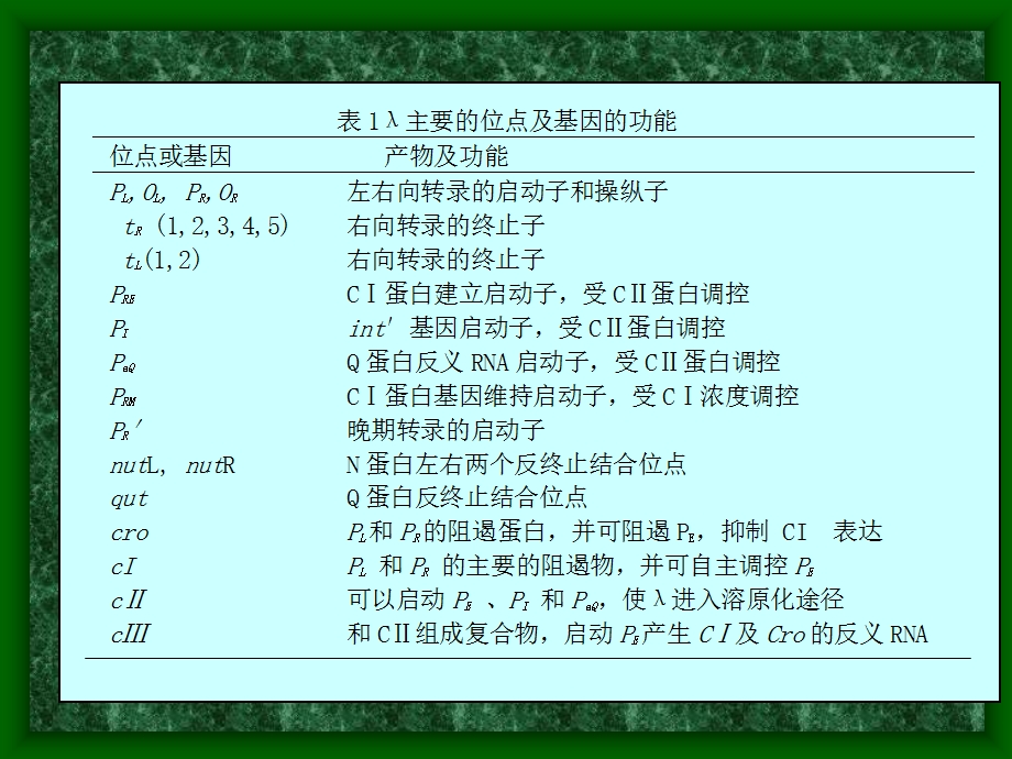 第十七噬菌体的裂解途径和溶原化途径的选择和调控.ppt_第3页