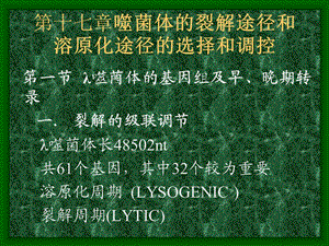 第十七噬菌体的裂解途径和溶原化途径的选择和调控.ppt